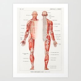 Vintage Anatomical Drawing Art Print