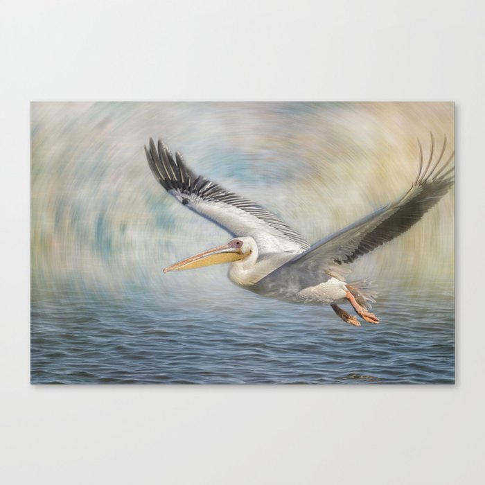 Flight of a Great White Pelican Canvas Print