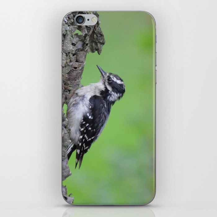 Downy Woodpecker! iPhone Skin
