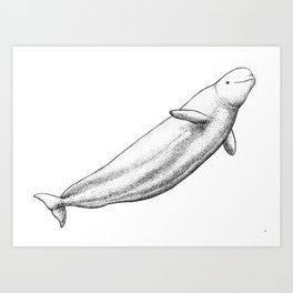 Beluga Art Print