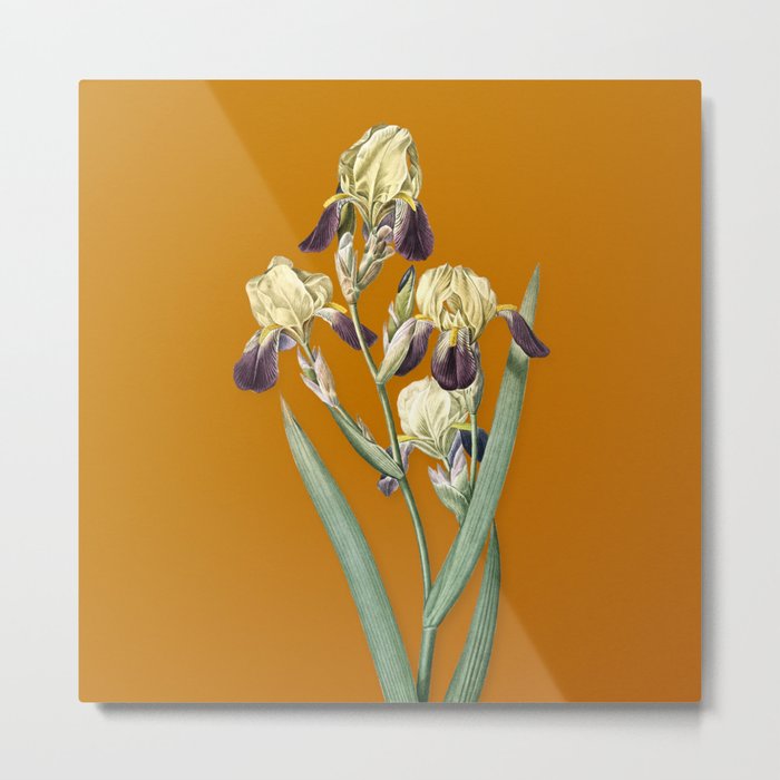 Vintage Elder Scented Iris Botanical Illustration on Sunset Orange Metal Print