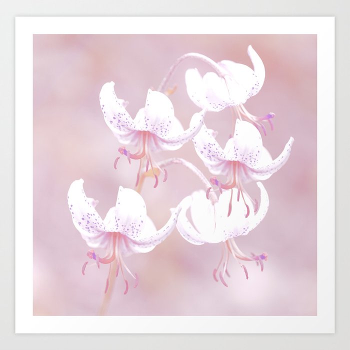 White lilies on pink background #decor #society6 #buyart Art Print