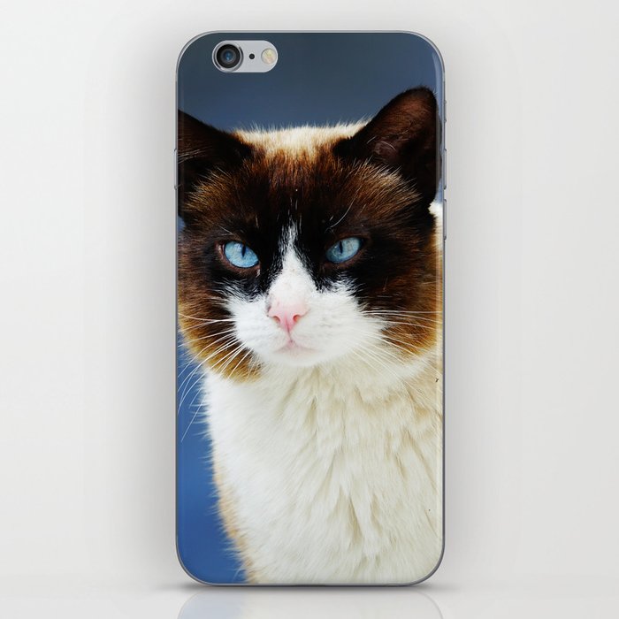 Cute Fluffy Cat with Blue Eyes | Kitty Potrait Photography iPhone Skin