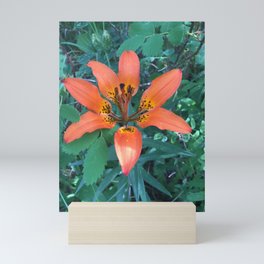 Orange Lily Mini Art Print