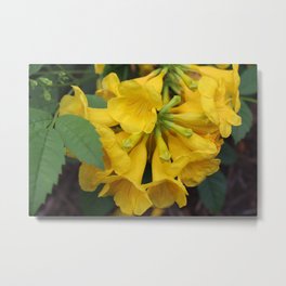 Esperanza Metal Print | Color, Plant, Nature, Photo, Texas, Flowers, Flower, Yellow, Foilage, Summer 