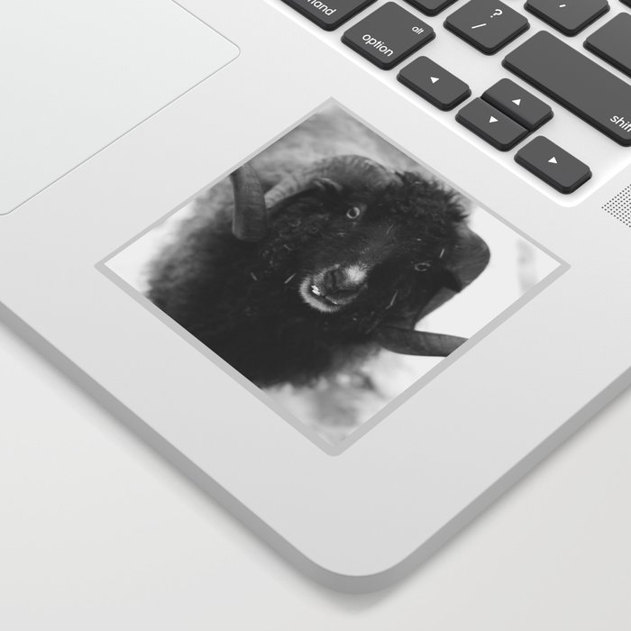The black sheep, black and white photography Sticker