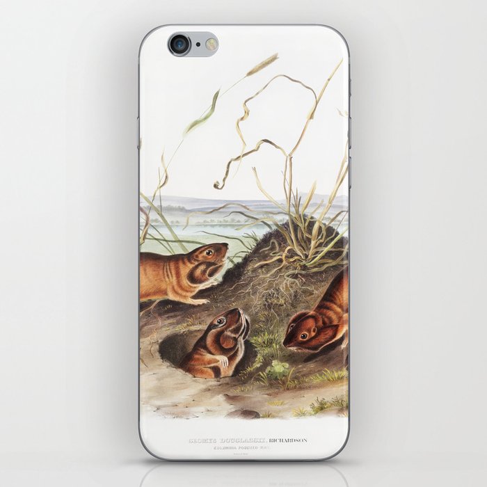 Columbia Pouched Rat  from the viviparous quadrupeds of North America (1845) illustrated by John Woodhouse Audubon  iPhone Skin