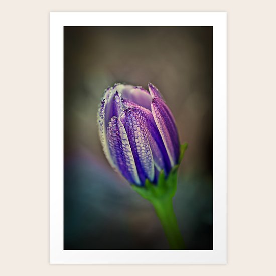 Blossom Violet Art Print