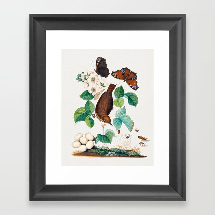 House wren and eggs, Peacock butterflies, butterfly chrysalis, larva caterpillar, daddy longlegs spider and snout beetle from the Natural History Cabinet of Anna Blackburne Framed Art Print