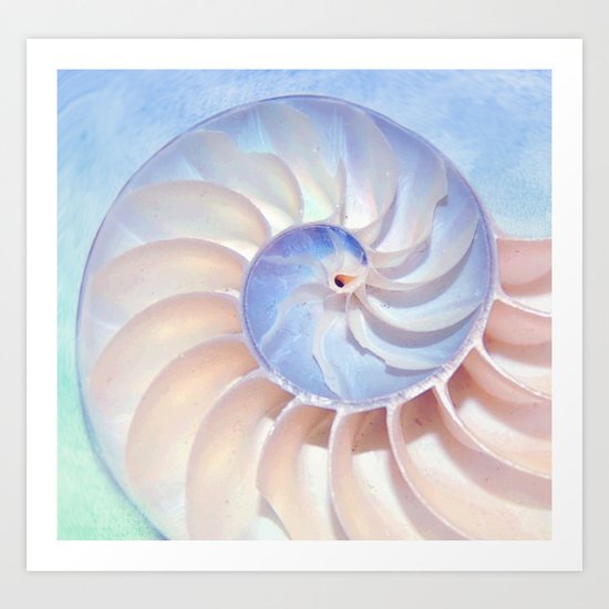 Nautilus Shell Spirals Art Print