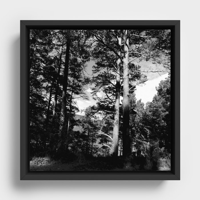 Light Contrast in a Scottish Highlands Pine Forest in Black and White  Framed Canvas