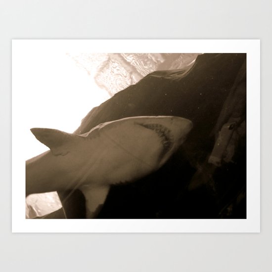 Shark Art Print
