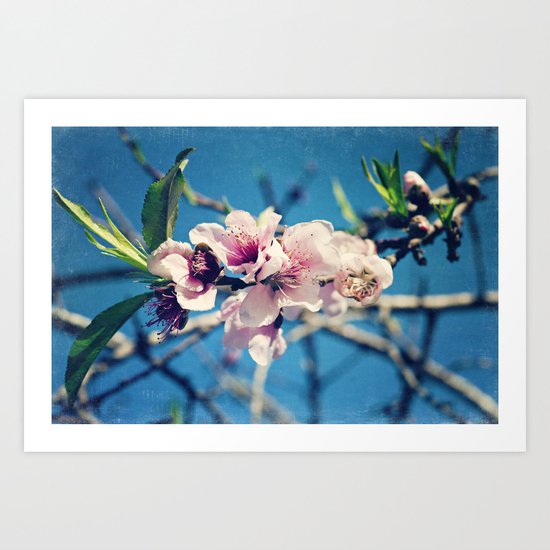 Nectarine Blossoms Art Print