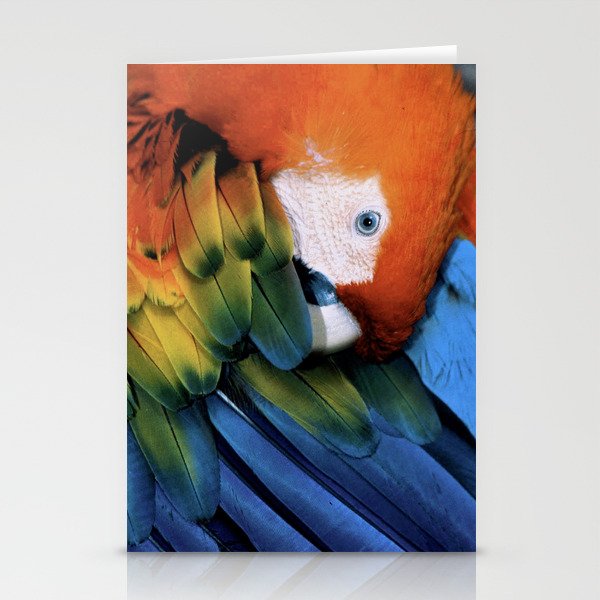 Scarlet Macaw Stationery Cards
