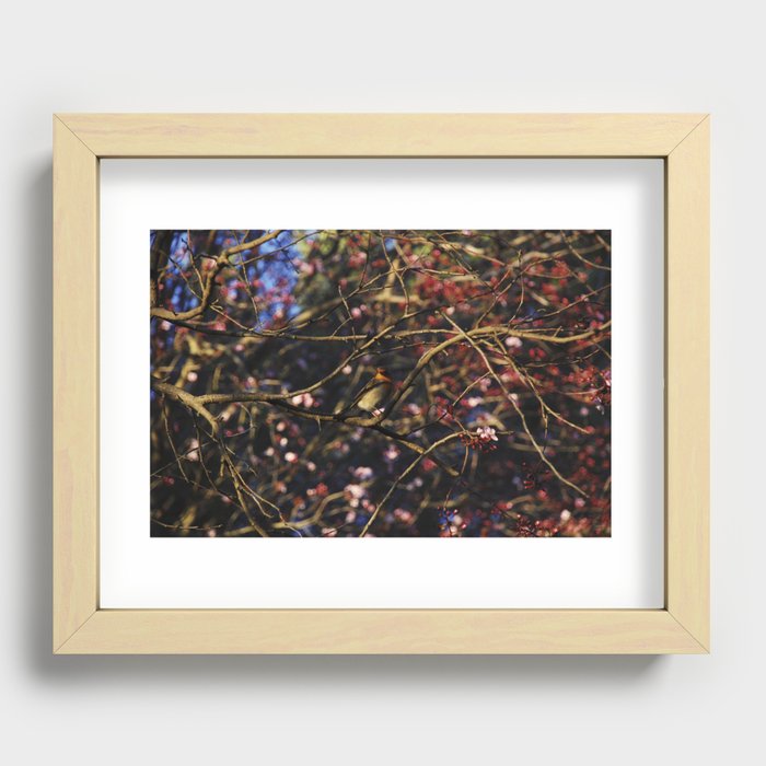 Robin in Cherry Tree Recessed Framed Print