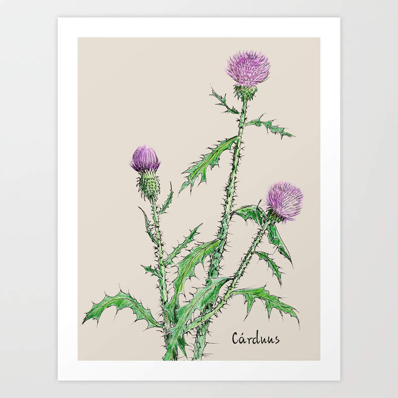 Botanical Illustration Thistle Art Print By Olgashashok Society6