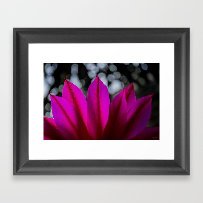 Pitaya Flower Framed Art Print