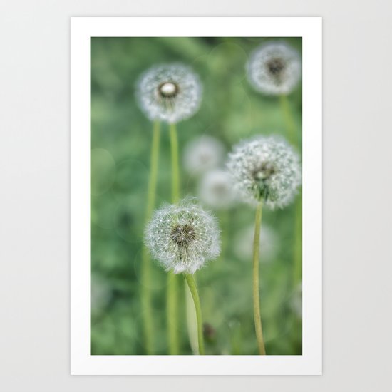 Dandelion flower on green meadow Art Print