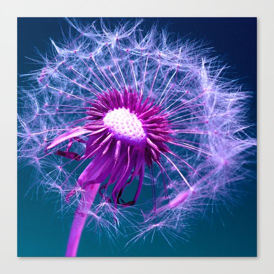 purple dandelion I Canvas Print