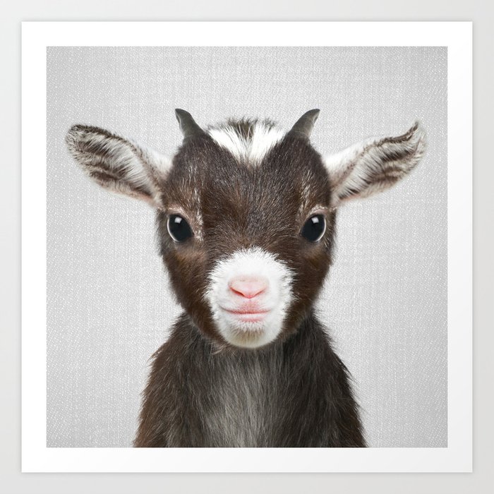 Baby Goat - Colorful Kunstdrucke Baby Goat - Colorful Kunstdrucke