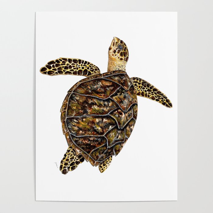 Hawksbill sea turtle (Eretmochelys imbricata) Poster