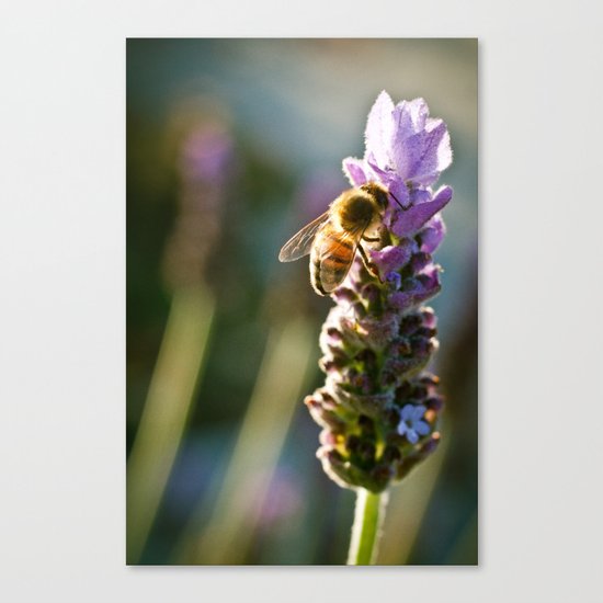 A Visitor Canvas Print