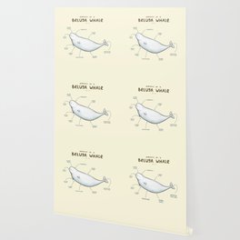 Anatomy of a Beluga Whale Wallpaper