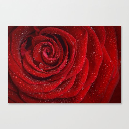 red rose Canvas Print