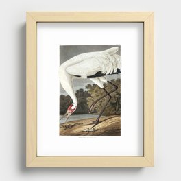 Hooping Crane (Audubon) Recessed Framed Print