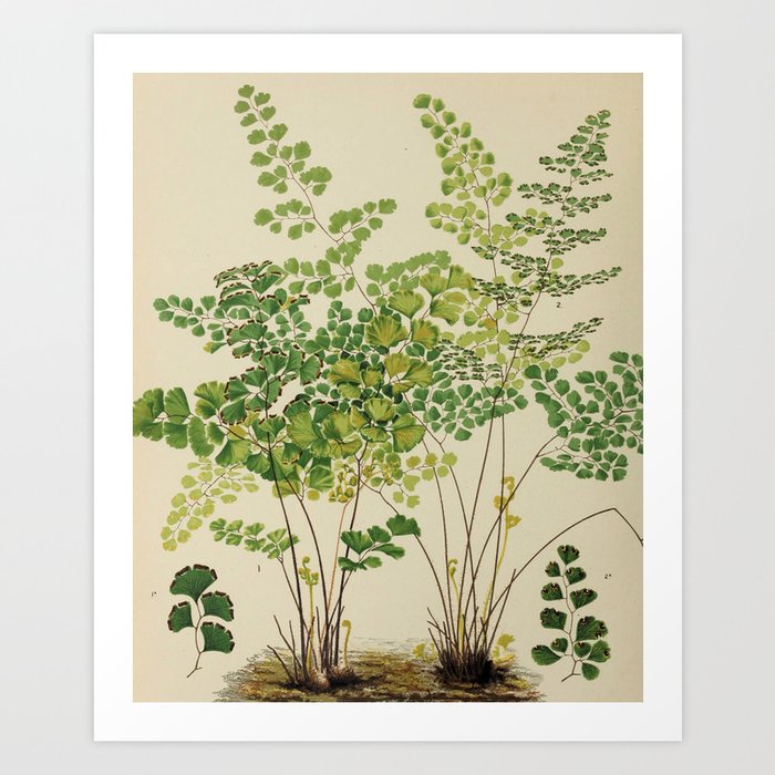Maidenhair Ferns Kunstdrucke | Gemälde, Farn, Plants, Maidenhair-fern, Botanisch, Garden, Natur, Natural, Grün, Art
