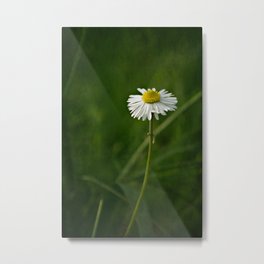 Daisy Metal Print | Nature, Landscape, Photo, Abstract 