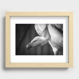 The Vulture, Wildlife Photography Design Recessed Framed Print