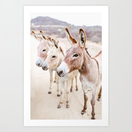 Three Donkeys in Baja, Mexico Art Print