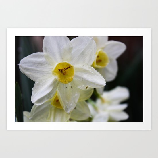 Jonquils Art Print