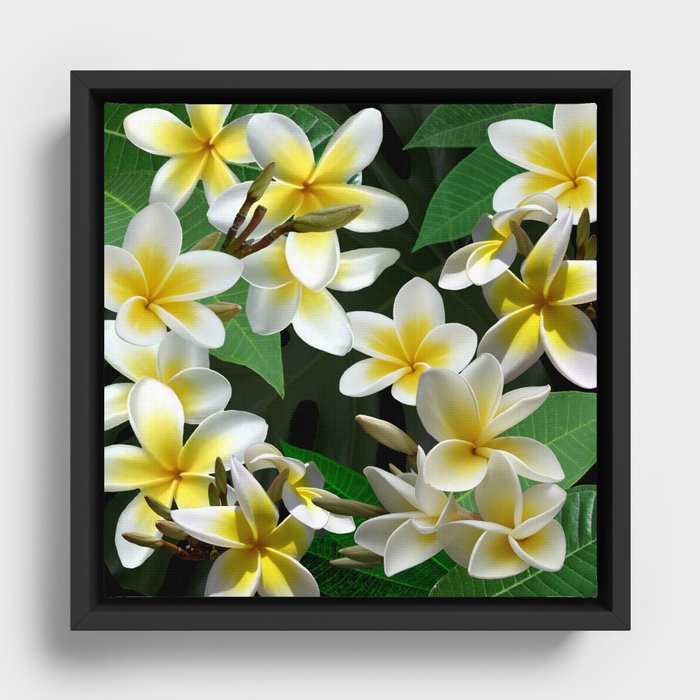 Plumeria Flowers Framed Canvas