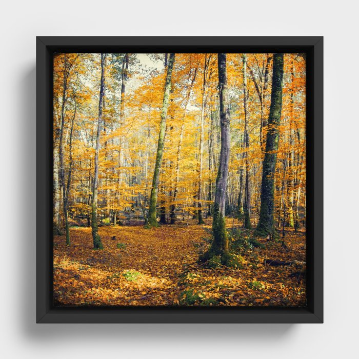 Yellow Trees Framed Canvas