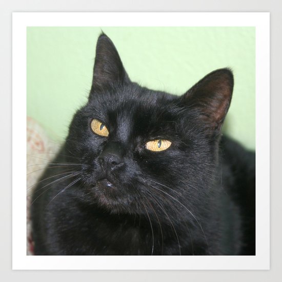 Relaxed Black Cat Portrait Art Print