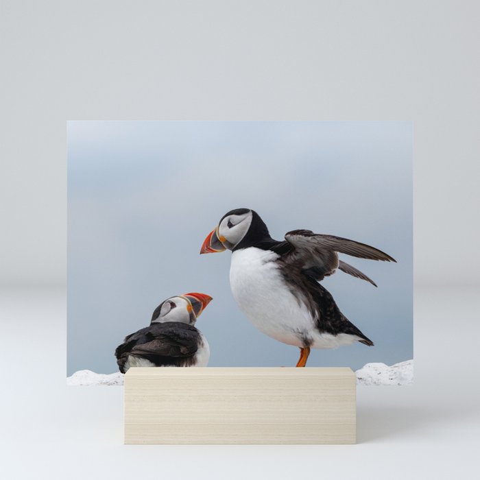 Two Puffins looking at each other Mini Art Print
