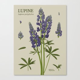 Botanical Lupine Canvas Print