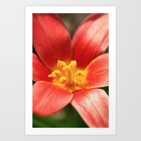Tulipa linifolia Art Print