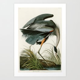 Great blue Heron - John James Audubon's Birds of America Print Art Print