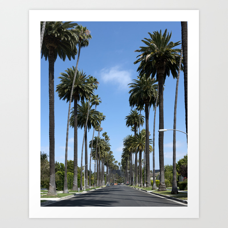 Tall California Palm Trees Photograph Art Print By Bravuramedia
