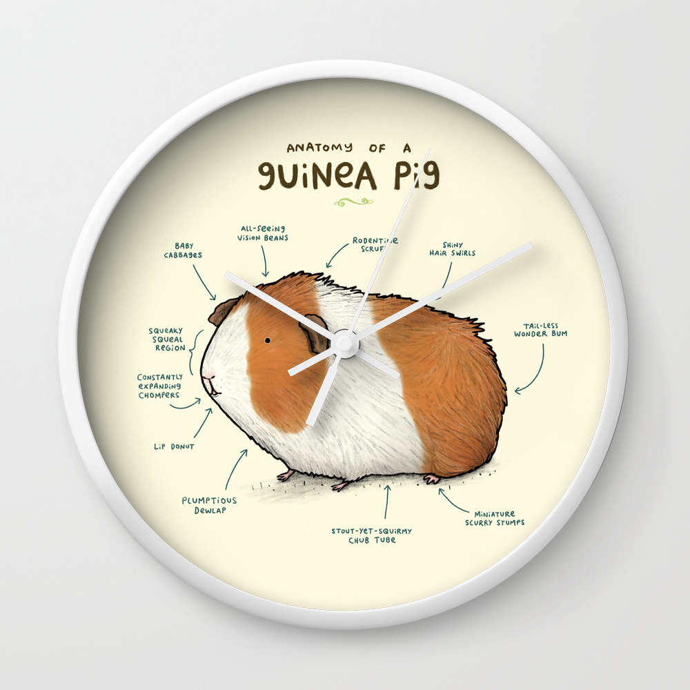 guinea pig wall stickers