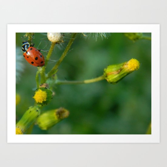 Lady Bug Dandelion Art Print