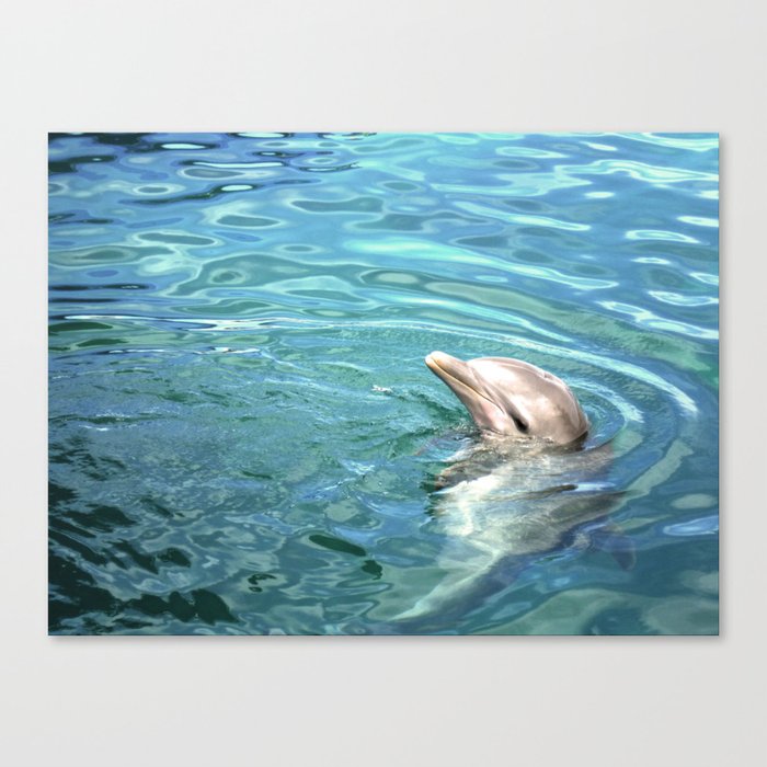 Dolphin Canvas Print