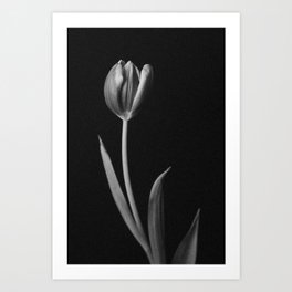 Tulip 1 Art Print