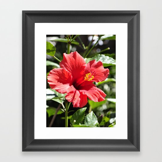 Hibiscus V Framed Art Print