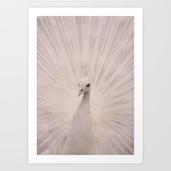 I'm a peacock, you got to let me fly! Art Print