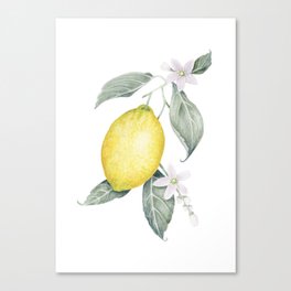 Watercolor Lemon Canvas Print