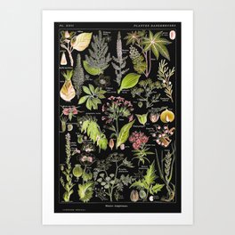 Adolphe Millot - Plantes dangereuses A (dangerous plants A) Art Print